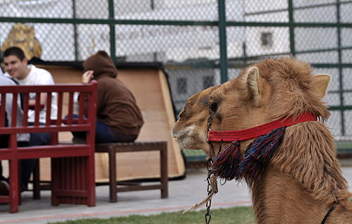 Arabian heritage projects al kout festival brings auk to life