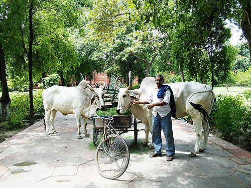 Auk student omar khalil returns from agra